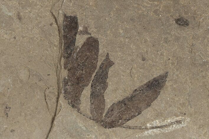 Fossil Leaf (Crataegus?) - McAbee, BC #226027